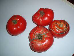 Tomate Dclass